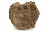 Hadrosaur (Edmontosaurus) Caudal Vertebra Centrum - Wyoming #265525-3